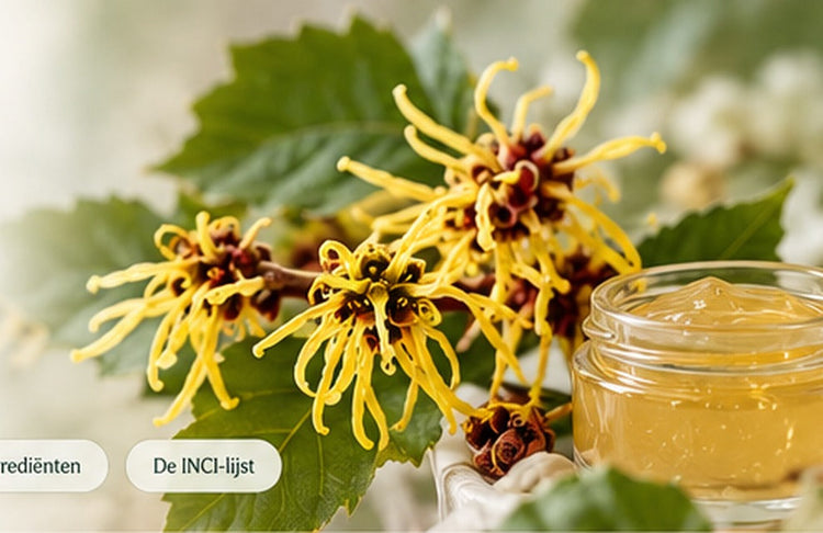 Botanische illustratie van geelbloeiende hamamelis (toverhazelaar)